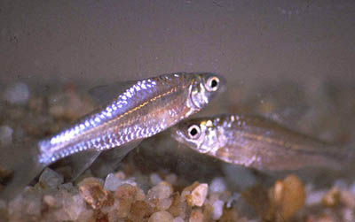 Barbus unitaeniatus